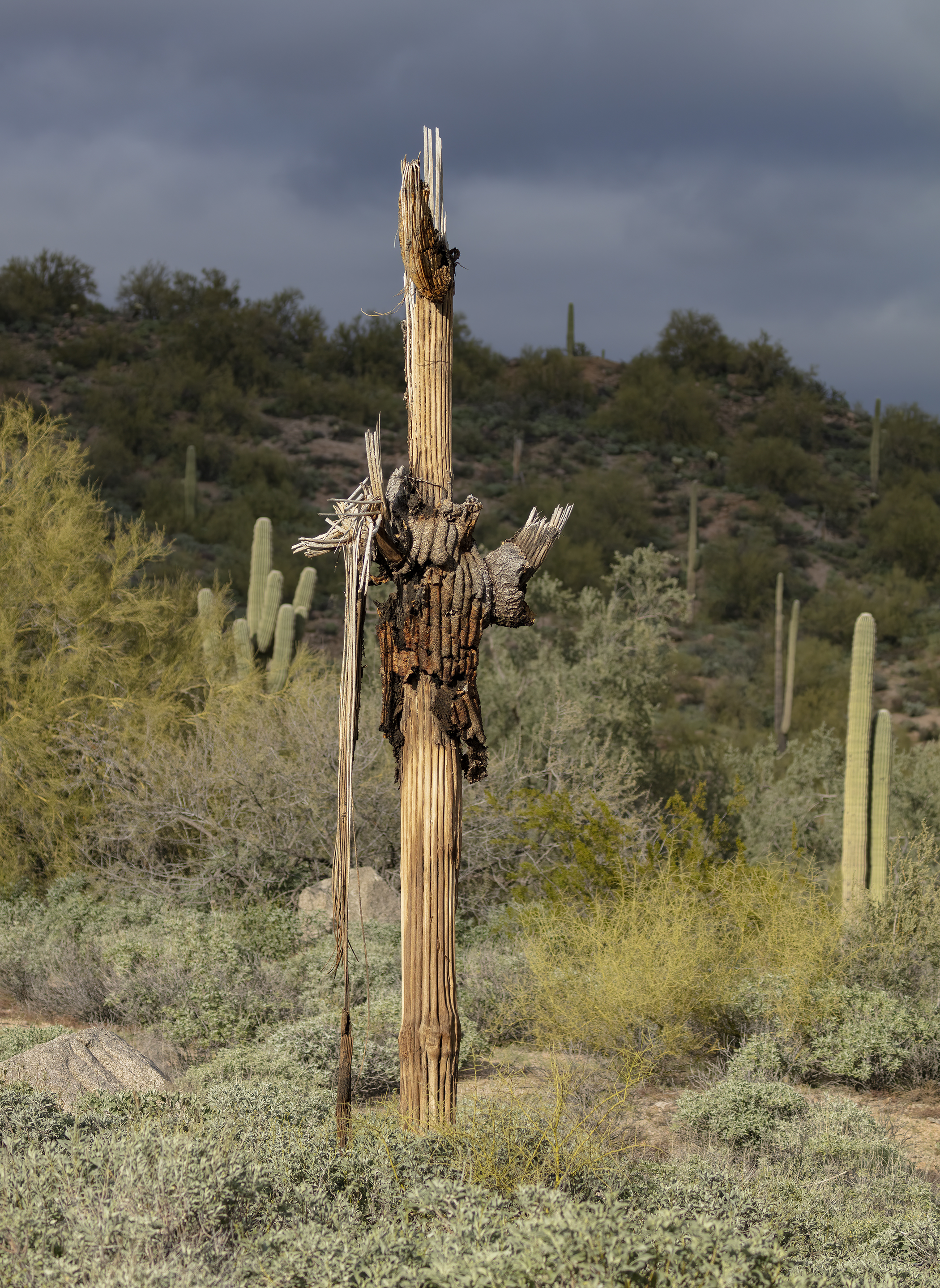 Cactus Skeleton