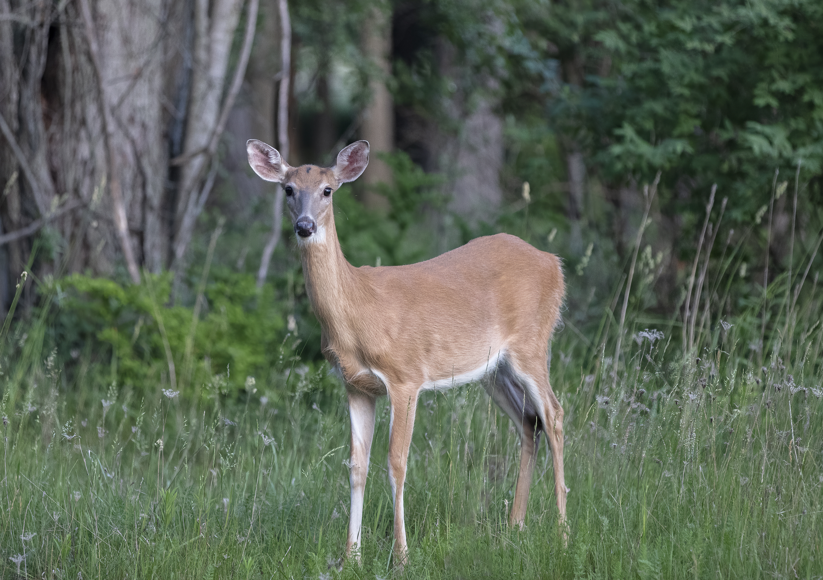 Michigan Deer