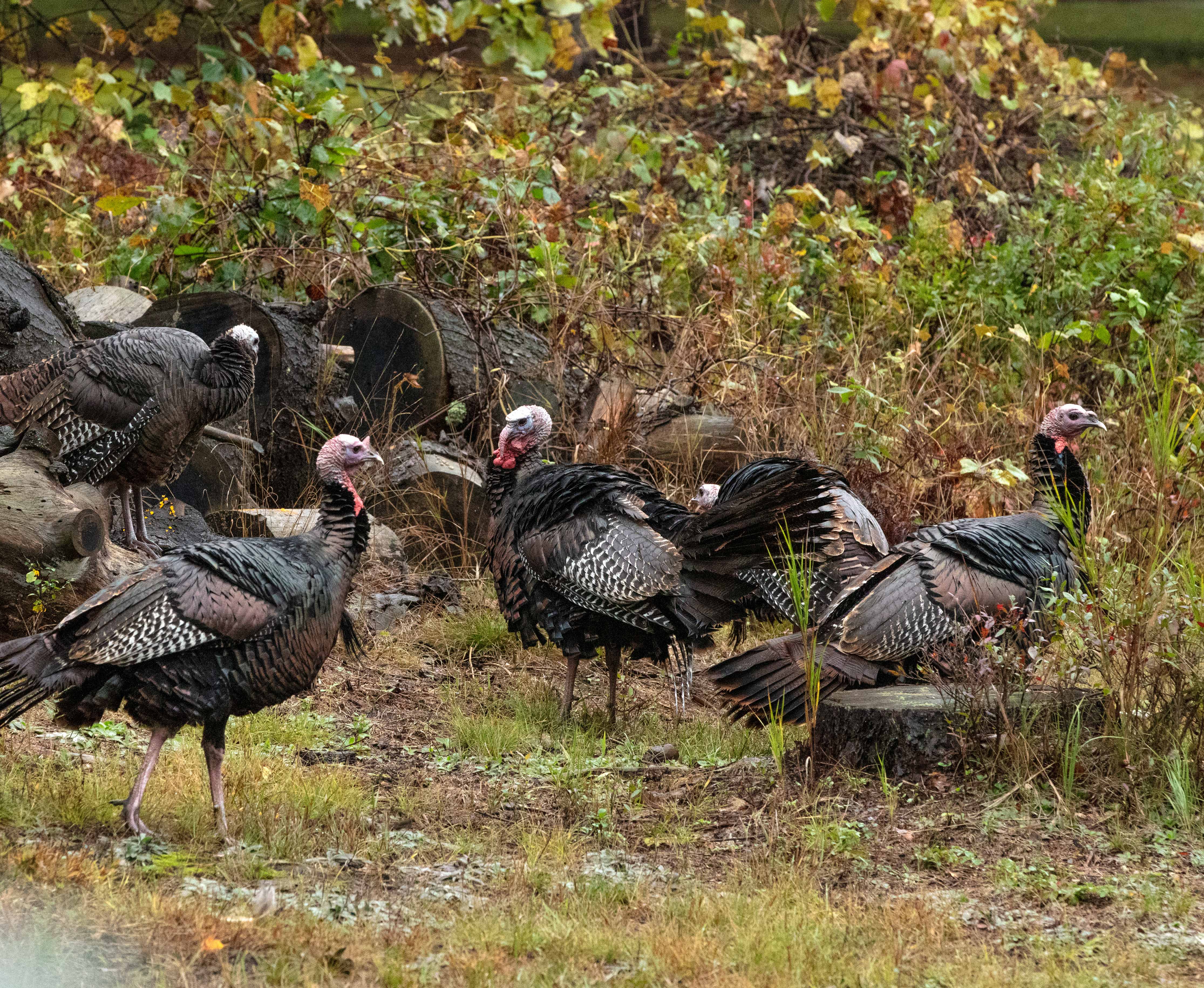 Wild Turkeys in Michigan 1