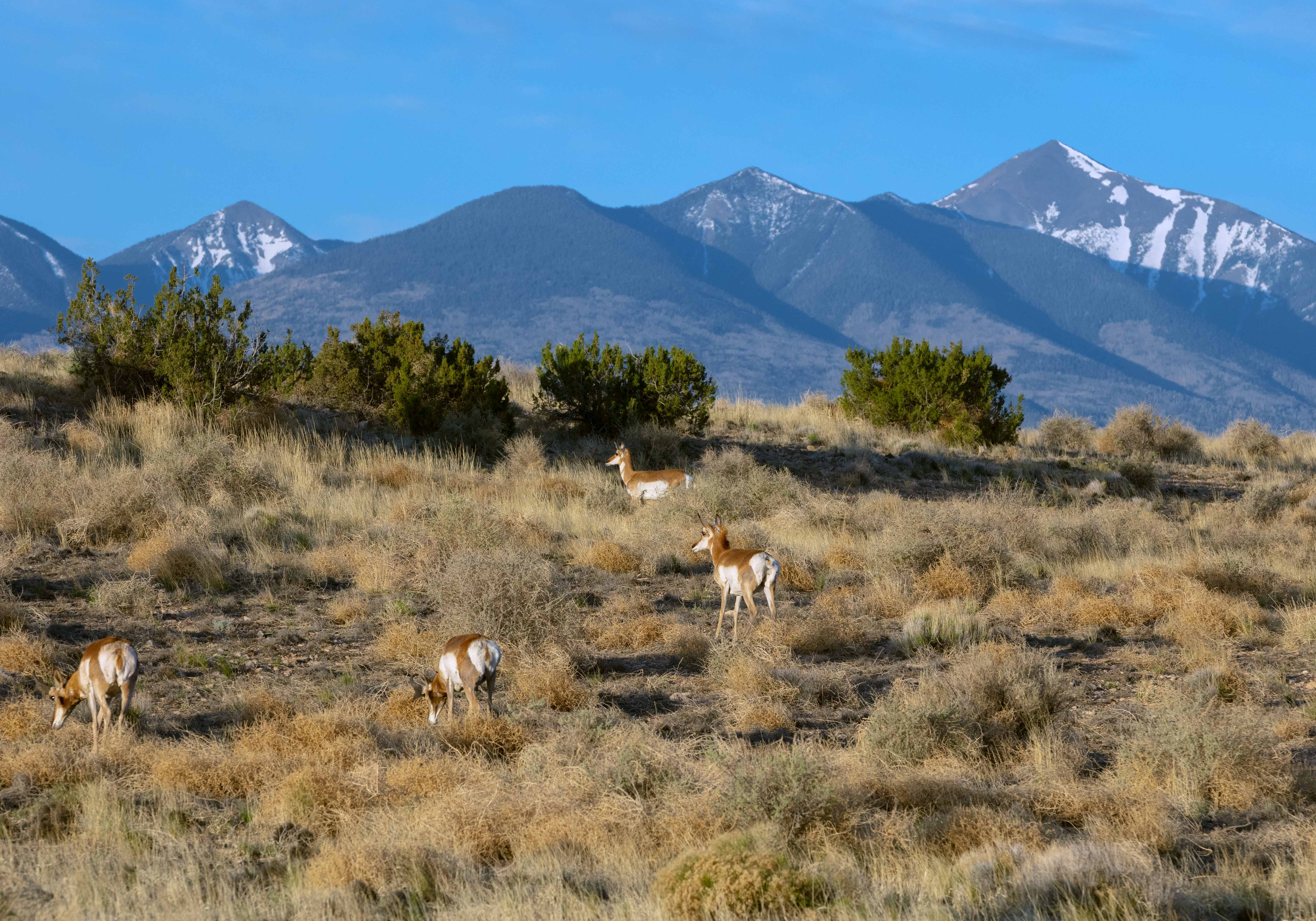 Antelope on a hill