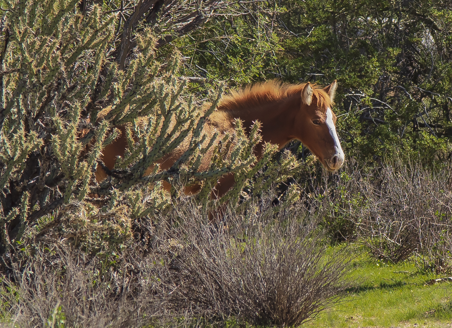 Young Wild Horse