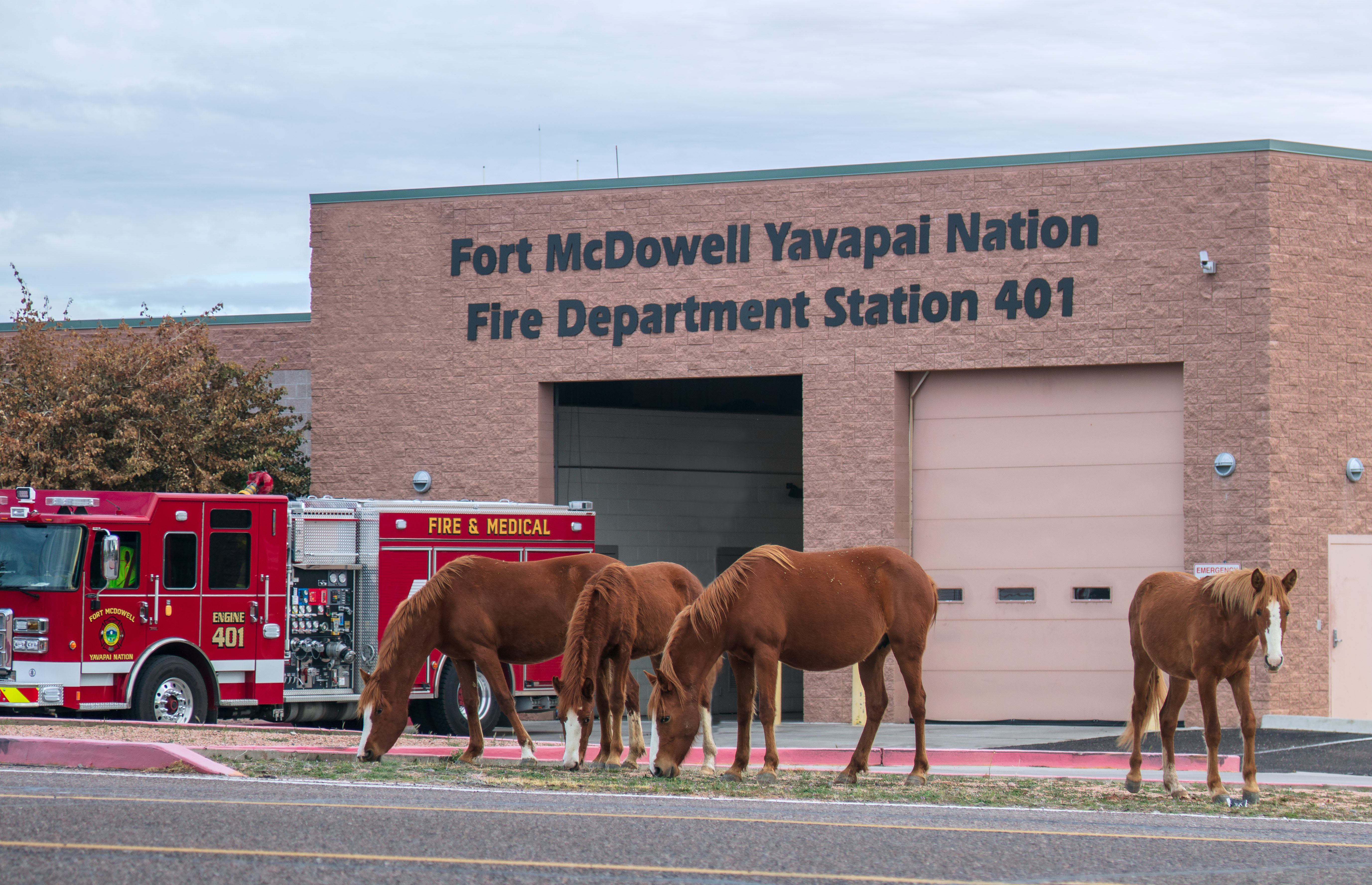 Wild Horses at the Fire Station
