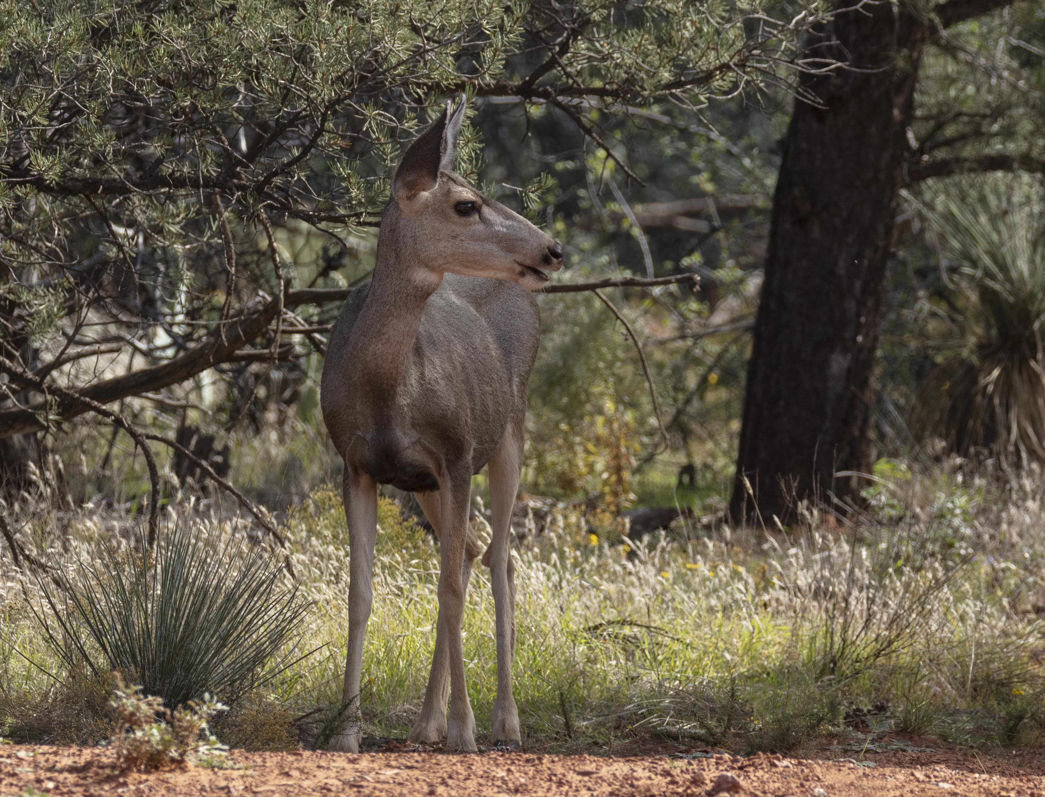Sedona Mule Deer