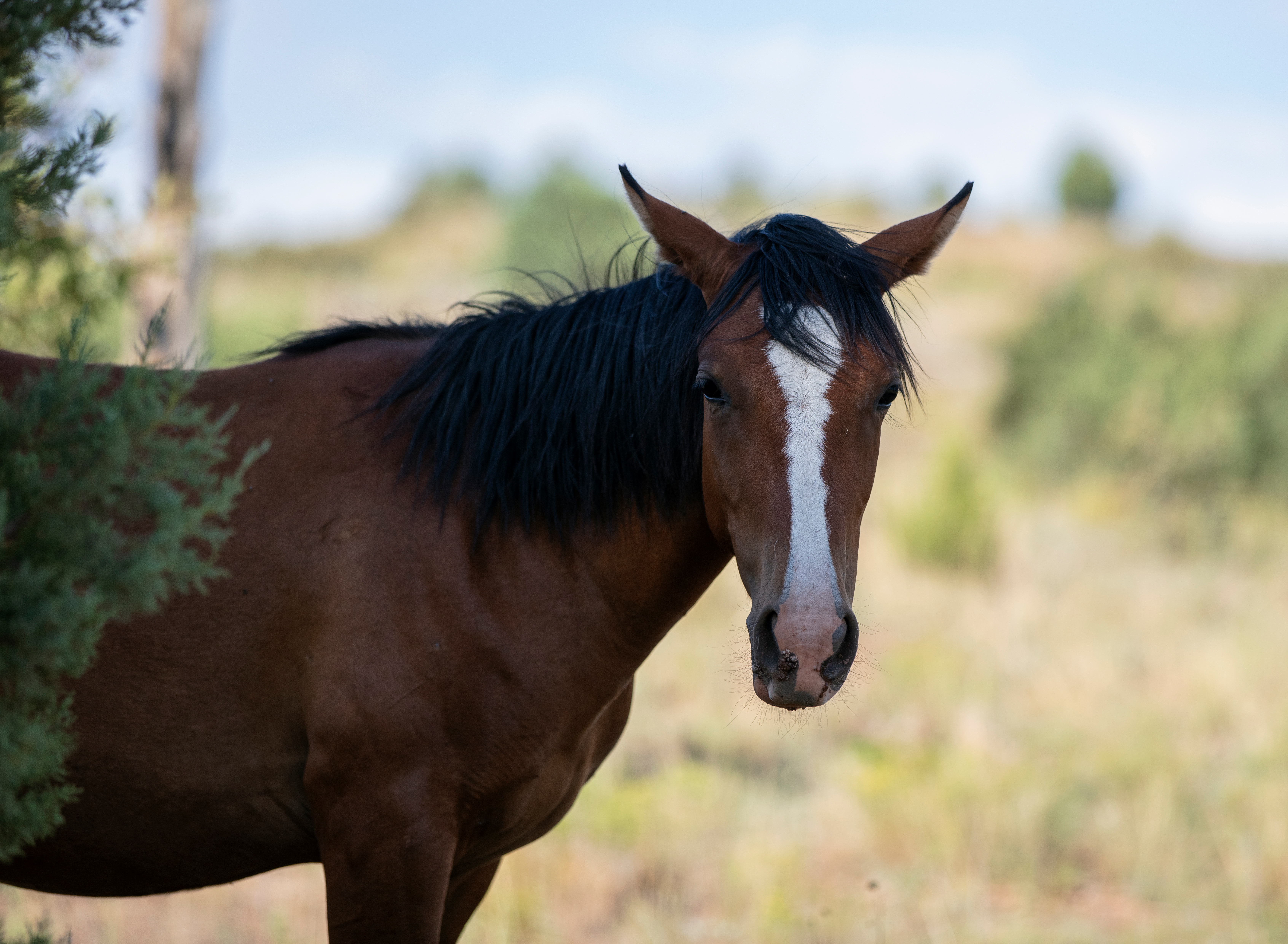 Horse in Overgaard