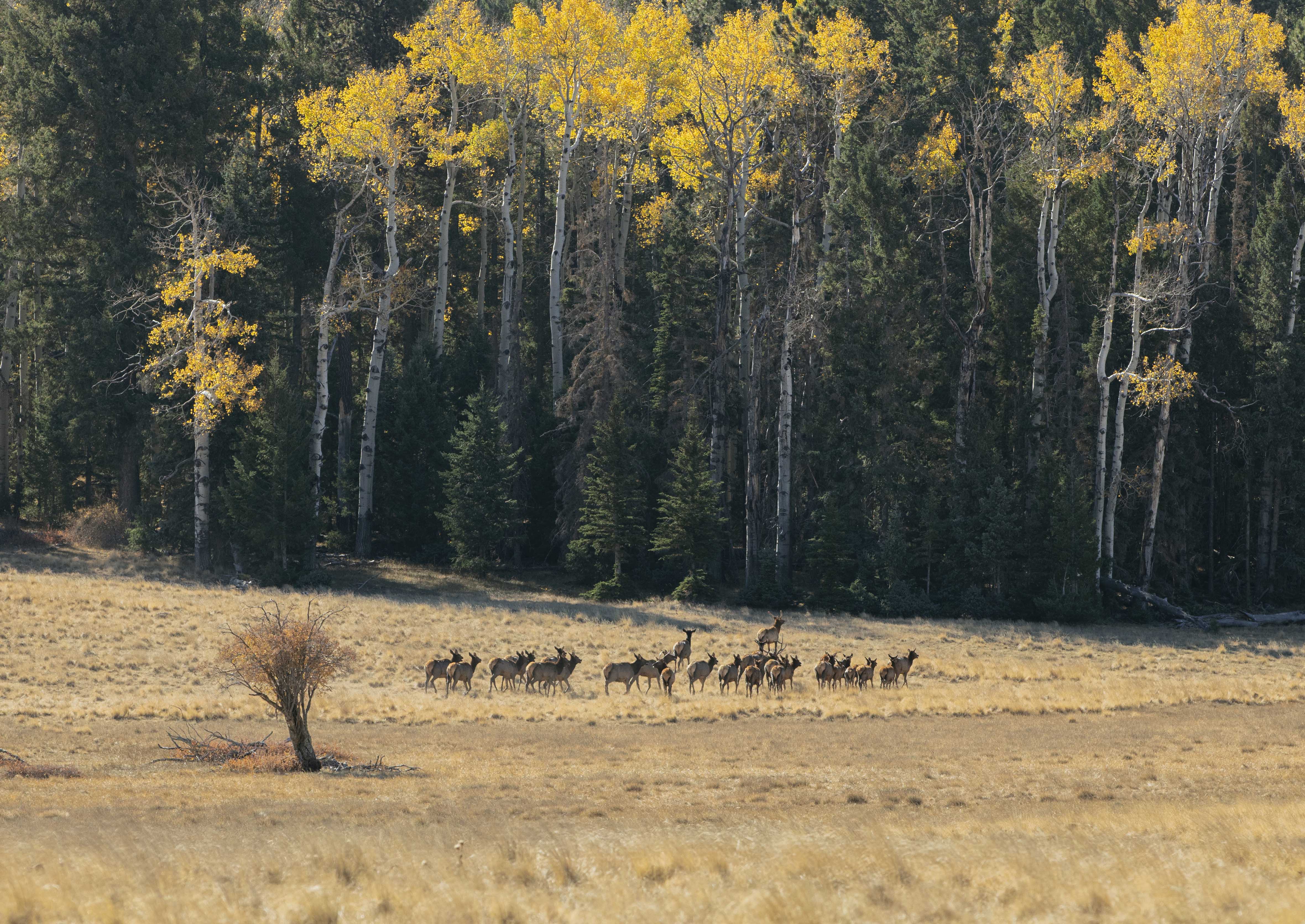 Herd of Elk at Big Lake Arizona