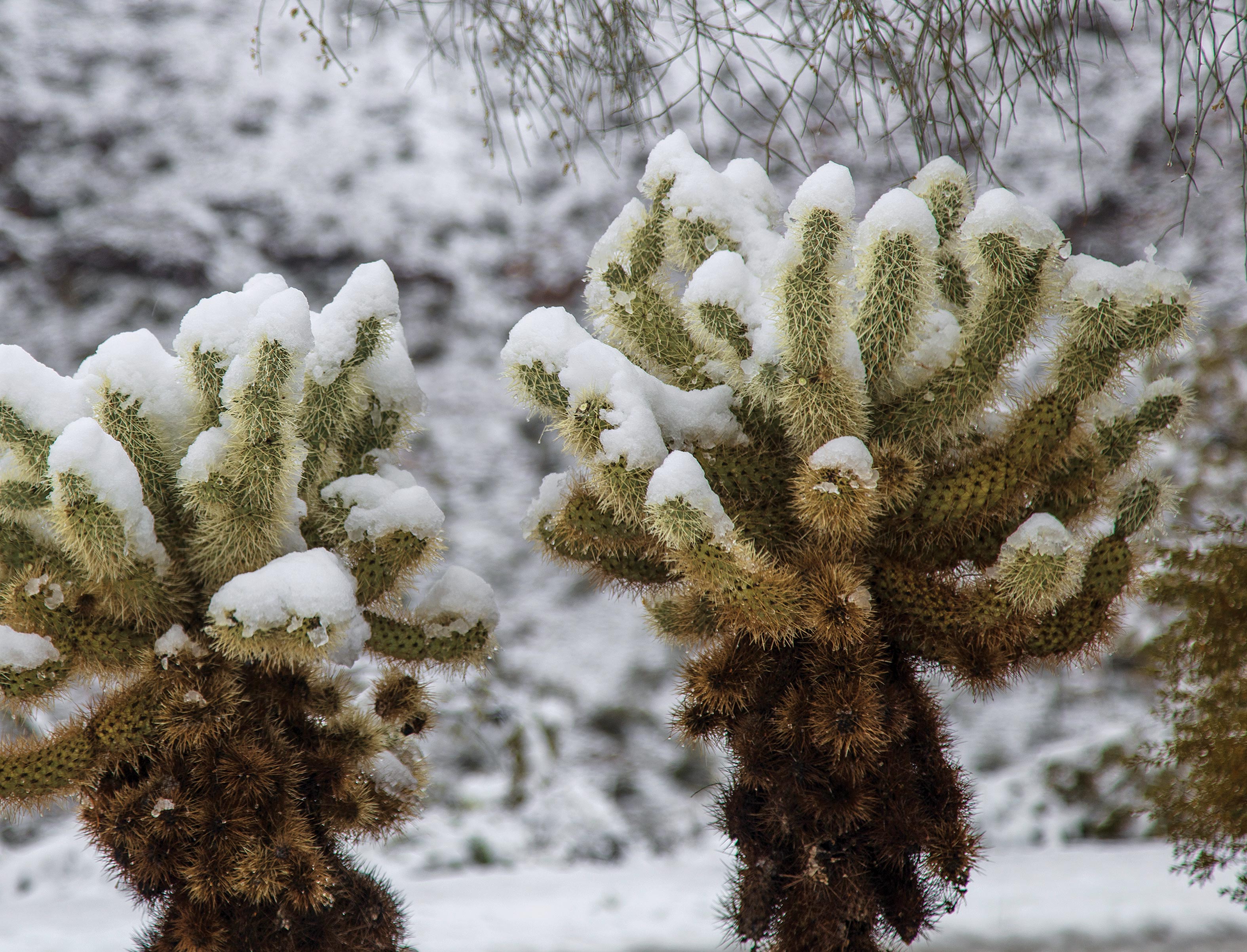Snow-capped Cholla from rare 2019 snow storm in Fountain Hills