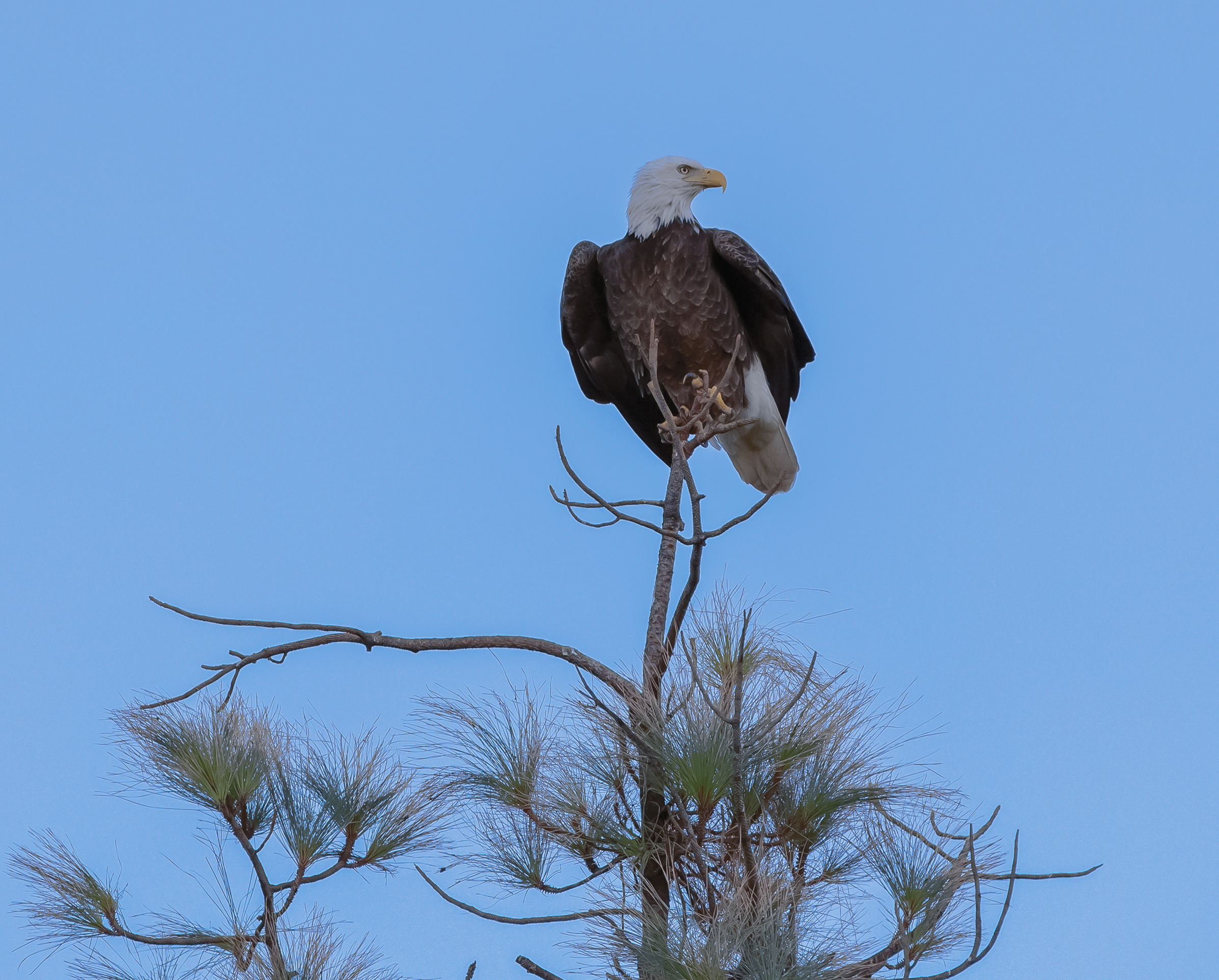 Bald Eagle at Fountain Park